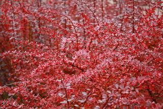 Najszybciej rosnące rośliny do ogrod