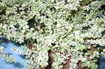 Trzmielina Fortune’a ‘Hein’s Silver’ SILVER CARPET®