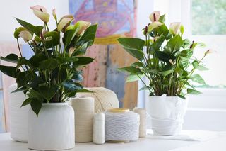 Anturium Andreego - Anthurium andreanum