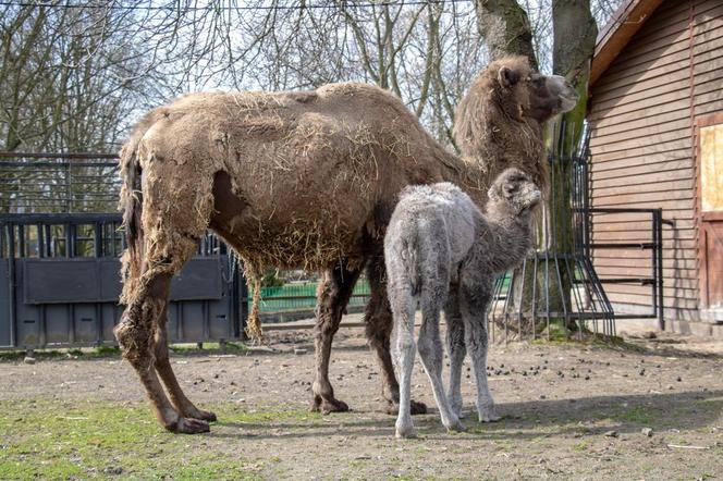 Lola i jej mama Roxi. Rodzina wielbłądów dwugarbych w chorzowskim zoo się powiększyła