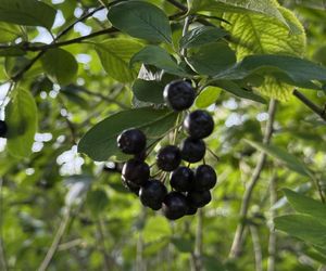 Aronia, krzew i owoce