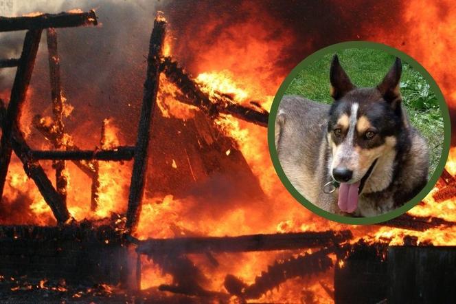 Pies Kosmos uratował rodzinę przed pożarem