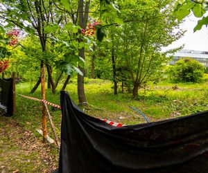 Domki fińskie na Polu Mokotowskim w trakcie odbudowy