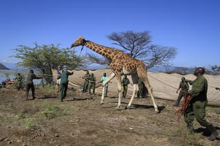 Uratowali żyrafę przed potopem! Współczesna arka Noego w Afryce