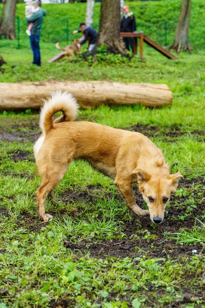   Nowy park na Mazurach zachwyca. Tłumy na oficjalnym otwarciu Małpiego Gaju [ZDJĘCIA]