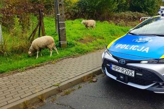 Policjanci pomogli zagubionym owieczkom. Nietypowa interwencja drogówki