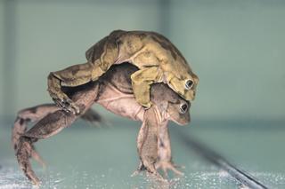 We wrocławskim zoo można podziwiać najbrzydsze żaby na świecie. Zamieszkały w nowym akwarium [ZDJĘCIA]