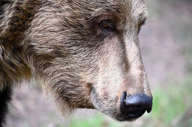 Niedźwiedzie w poznańskim ZOO wybudziły się z zimowego snu