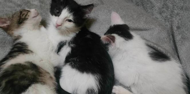 Chcesz mieć kota? Pomyśl o adopcji! Te piękne kociaki czekają na swój dom [ZDJĘCIA]