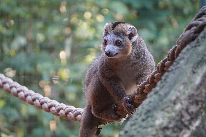 Lemury koroniaste we wrocławskim zoo