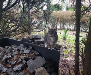 Pomaga bezinteresownie wolno żyjącym kotom w Lesznie od 15 lat. Pani Magdalena i jej podopieczni 