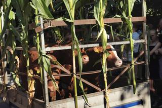 Święcili zwierzęta w Mikstacie!