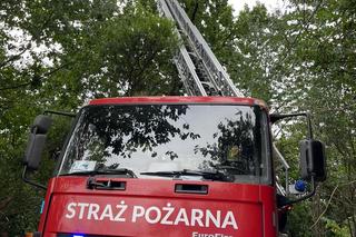 Kot utknął na drzewie. Spędził tam kilka dni. Na pomoc ruszyli strażacy [ZDJĘCIA]