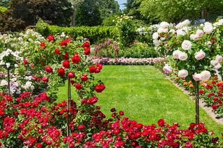 Najpiękniejsze róże na pniu - jakie wybrać i jak o nie dbać?