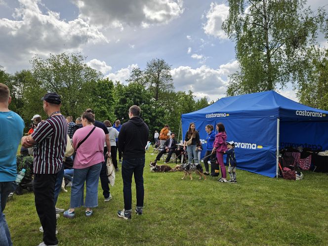Festiwal Przyjaciół Zwierząt w Olsztynie. Park Centralny opanowały radosne pieski