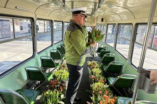 Dzień Kobiet 2024. MPK Poznań rozdał 1,5 tys. tulipanów swoim pasażerkom