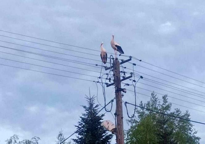 Bociany wygrały z elektrownią