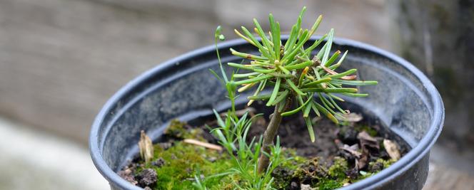 Lublin: Będzie zielono. Rozdali 700 drzew na 700-lecie miasta!