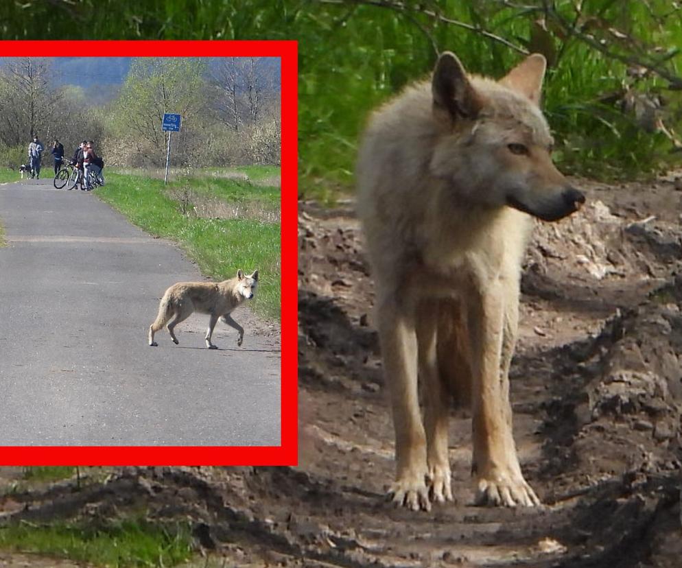 Wilk w okolicach Trójmiasta