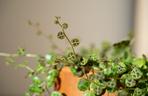Peperomia prostrata