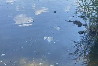 Katastrofa ekologiczna na Odrze. W Gryfinie i Żabnicy trwa stawianie zapór na rzece [ZDJĘCIA]