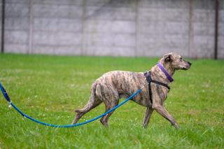 Pies w straży miejskiej