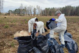   Kilkaset martwych kur. Makabryczne znalezisko w lesie koło Napierek