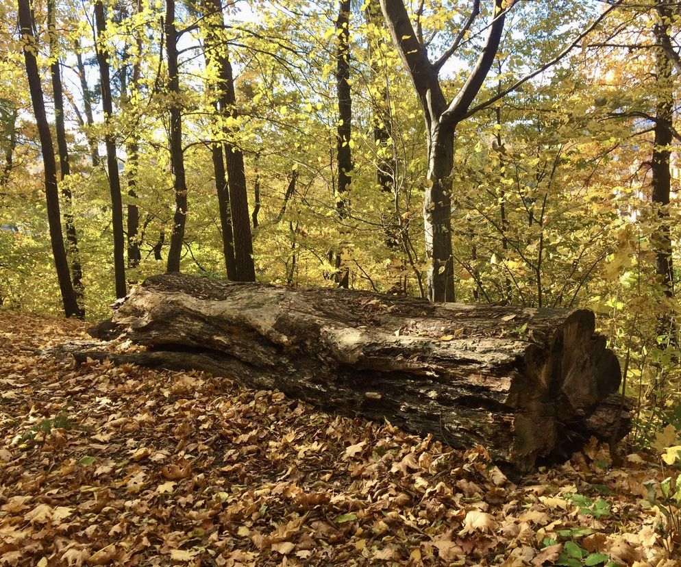 Rezerwat Grapa w Żywcu