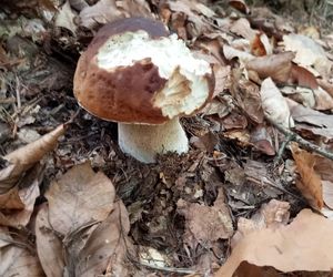Taaaakie grzybobranie w Świetokrzyskiem. Królują borowiki szlachetne i ceglastopore