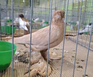 Kalisz. Rasowe gołębie, drób i króliki można podziwiać w hali OSRiR