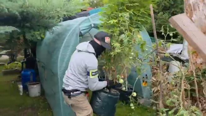 Działkowiec z Piaseczna obok pomidorów sadził marihuanę. Plantacja w rękach policji