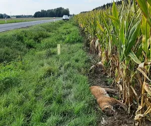 Rysica Kiki potrącona przez samochód. Znaleziono ją pod polem kukurydzy