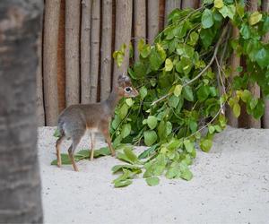 We wrocławskim zoo urodził się kolejny dikdik. Zobaczcie, jaki jest słodki! [ZDJĘCIA]