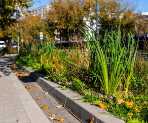 Park linearny na Bielanach w Warszawie