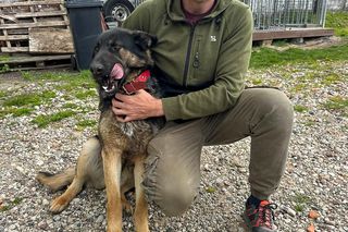 Suczka-saperka Molly znalazła granat. Właściciel nie mógł uwierzyć własnym oczom