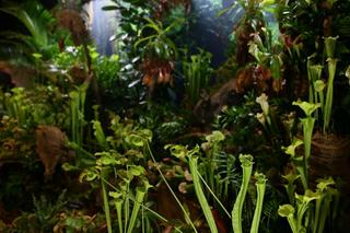 Potworne cuda, czyli wystawa roślin mięsożernych w Katowicach