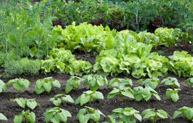 Ogrod warzywny. Planowanie warzywnika