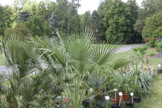 Parkowy Kiermasz Kwiatowy w Parku Śląskim