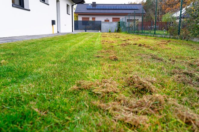 Nawet walec z kolcami nie usunie lepiej mchu z trawnika. Zrób to, a w 3 dni pozbędziesz się całego mchu porastającego połacie trawy