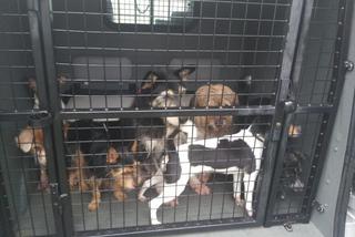 Bydgoszczanka trzymała w mieszkaniu 14 psów i 8 kotów! Zwierzęta żyły w tragicznych warunkach! [ZDJĘCIA] 