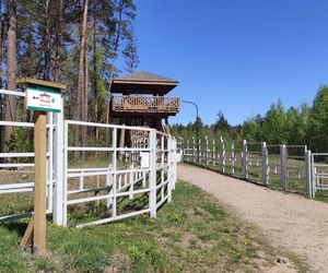 Zagroda Pokazowa Żubrów w Kopnej Górze. Unikalne miejsce na mapie Podlasia