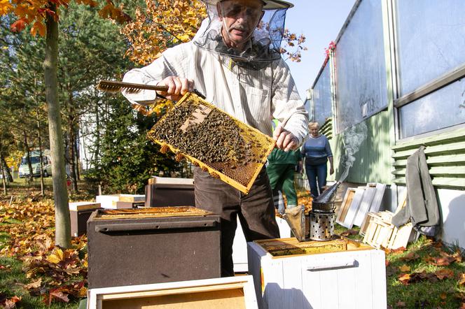 To był pracowity rok dla pszczół z Kabat. Wyprodukowały 120 kilogramów miodu