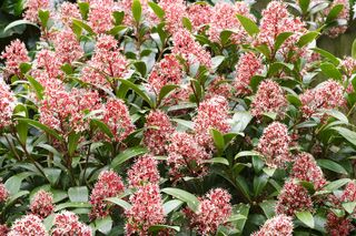 Skimia japońska - Skimmia japonica