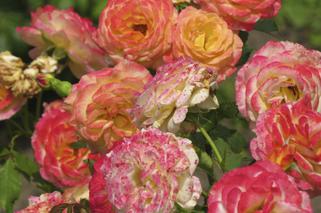 Jak założyć ogród różany? Gdzie i jak sadzić krzewy róż