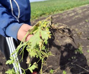 Rolnicy oszukani na nasionach