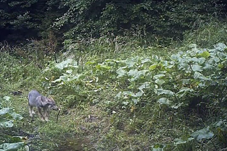 Wilki w Beskidzie Żywieckim