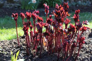 Piwonie - pielęgnacja wiosną