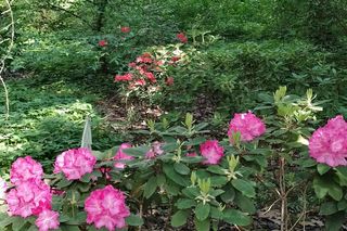 Ogród Dendrologiczny Uniwersytetu Przyrodniczego w Poznaniu