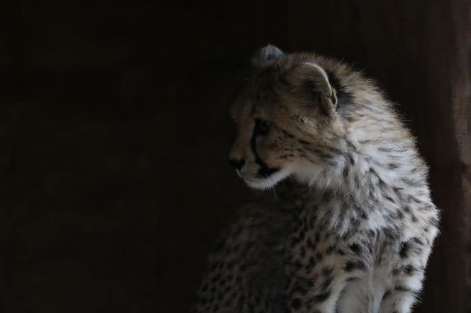 Chorzów: Otwarcie zoo i OGROMNA kolejka! Każdy chce zobaczyć pingwiny