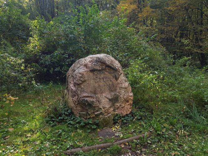 Las Zwierzyniecki w jesiennej odsłonie. Leśna dżungla w sercu Białegostoku [ZDJĘCIA]